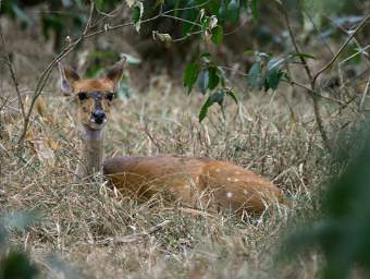 Bushbuck