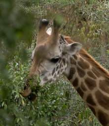 Masai Giraffe