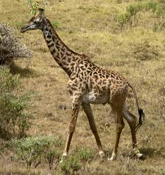 Masai Giraffe