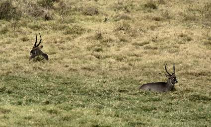 Common Waterbuck