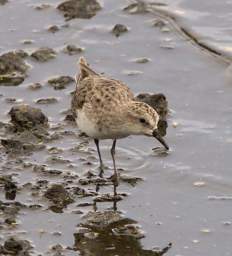 Temminick's Stint