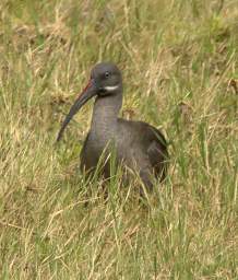 Hadada Ibis