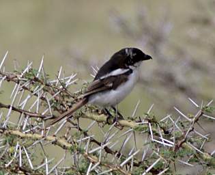 Black Backed Puffback