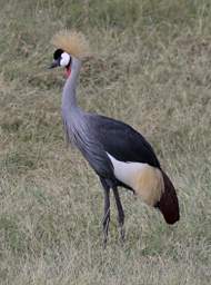 Grey Crowned Crane