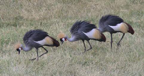 Grey Crowned Crane