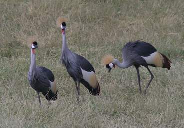 Grey Crowned Crane