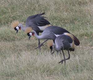 Grey Crowned Crane