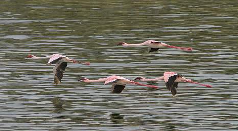 Flamingo Flying