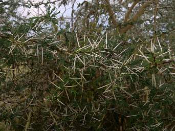 Acacia Thorns