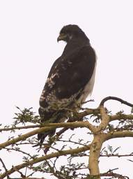 Augur Buzzard