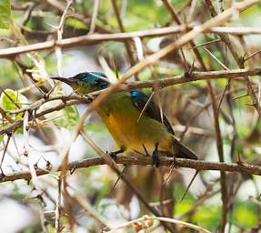 Collared Sunbird