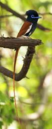 African Paradise Flycatcher