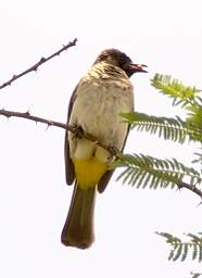 Common Bulbul