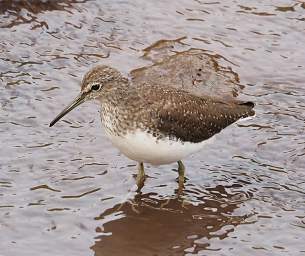 Green Sandpiper