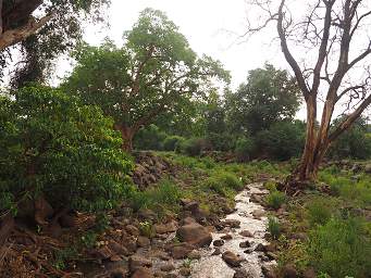 Creek in Manyara National Park