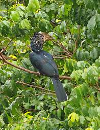 Silvery Cheeked Hornbill