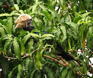 Silvery Cheeked Hornbill