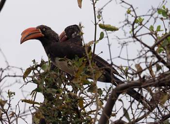 Crowned Hornbills