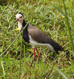 Long Toed Lapwing