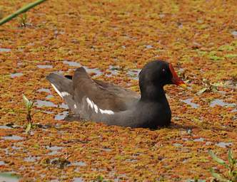 Common Moorhen