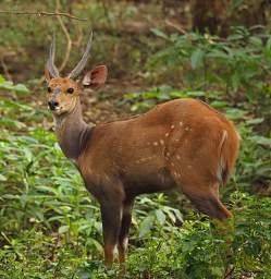 Lk Manyara Bushbuck