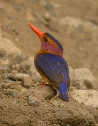 African Pygmy Kingfisher