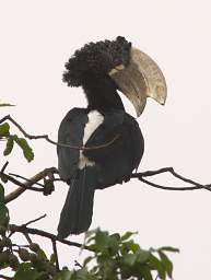 Silvery Cheeked Hornbill