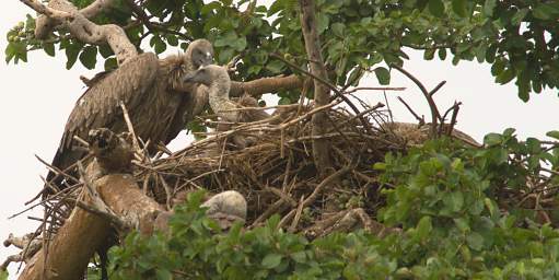 White Backed Vulture