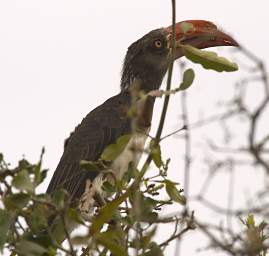 Crowned Hornbill