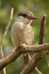 Brown Hooded Kingfisher