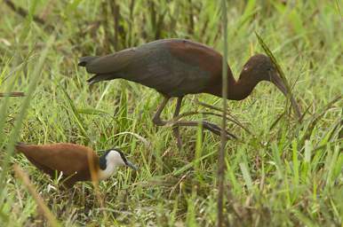 African Jacana