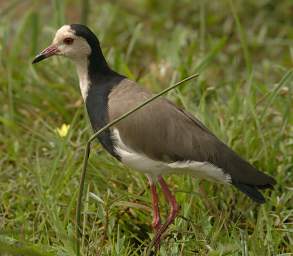 Long Toed Lapwing