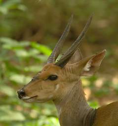 Bushbuck