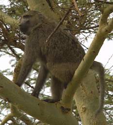 Olive Baboon