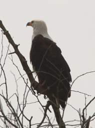 African Fish Eagle