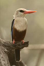 Grey Headed Kingfisher