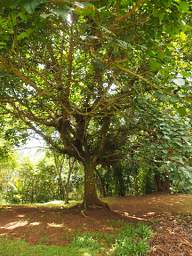 NEMts Irente Tree Cape Fig Mkuyu Ficus Sur