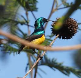  Variable Sunbird