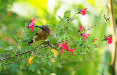  Variable Sunbird F