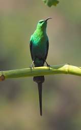 Malachite Sunbird