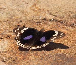 Butterfly Dark Blue Pansy, Junonia Oenone