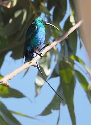  Malachite Sunbird