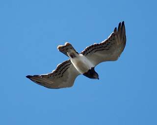  Black Chested Snake Eagle