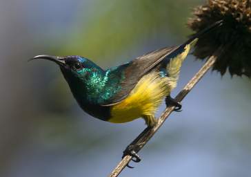  Variable Sunbird