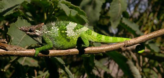 Chameleon Usambara Two Horned