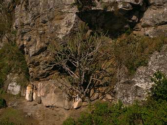 Cliff Tree