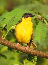 Baglafecht Weaver