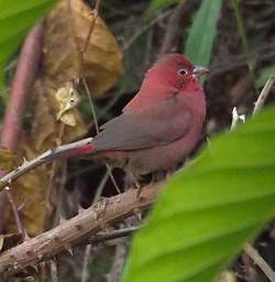 Red Billed Firefinch