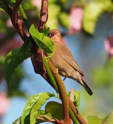 Red Billed Firefinch