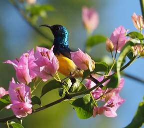 Variable Sunbird